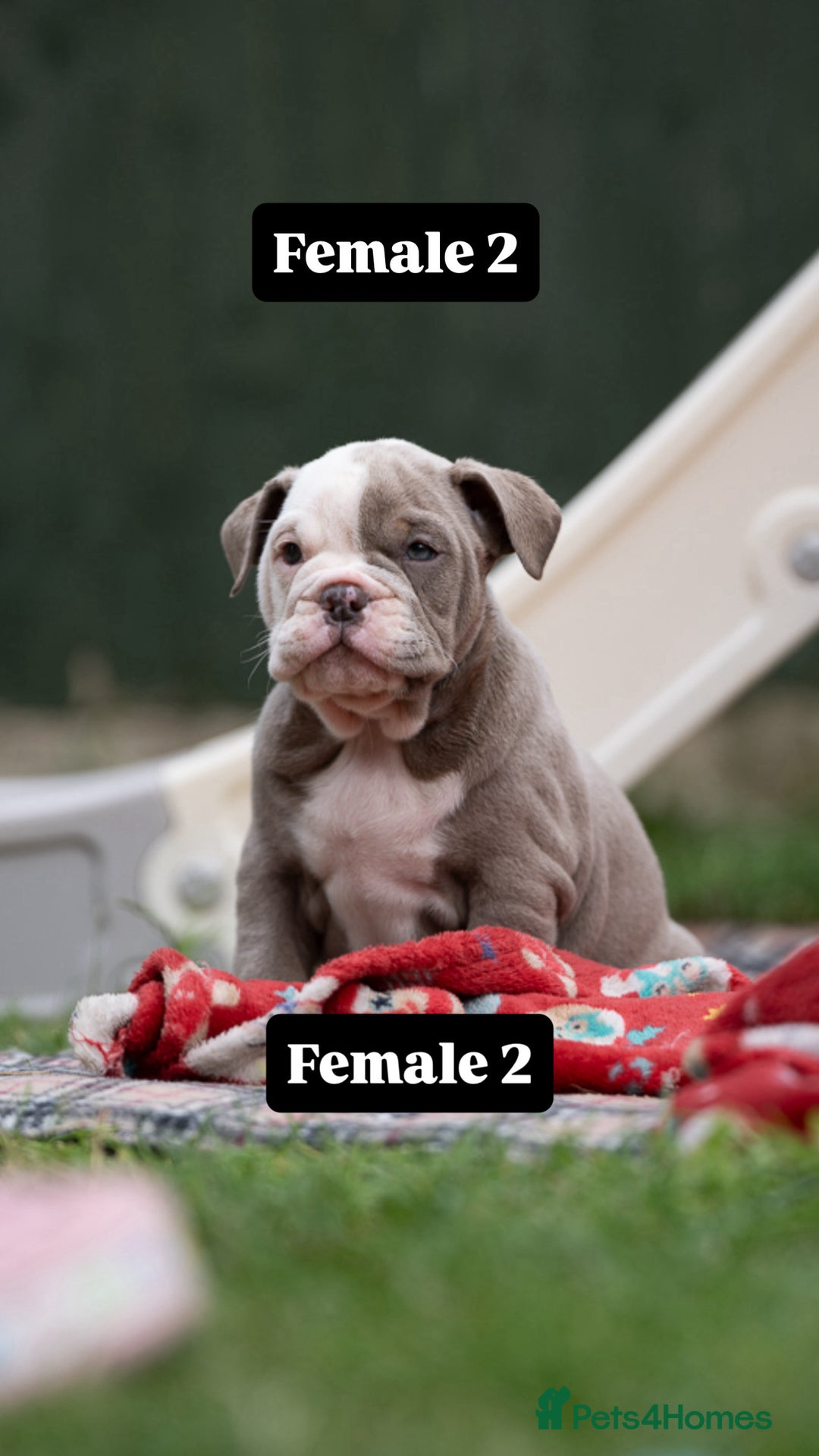 English Bulldog dogs for sale: English bulldog pups for sale  - Image 16