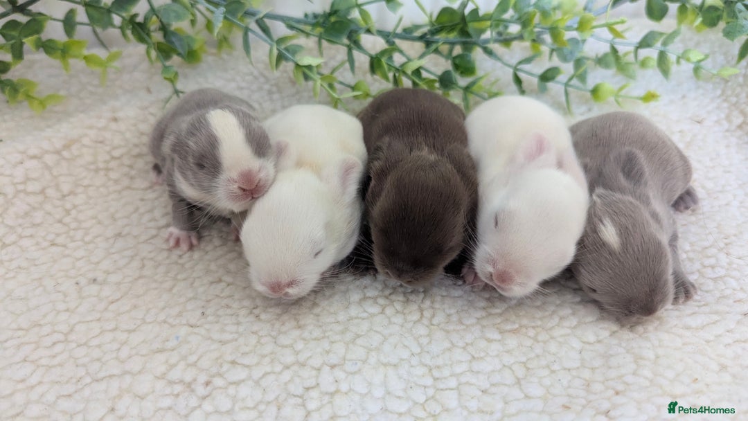 Mini Lop rabbits for sale: Mini lops waiting list open  - Image 4