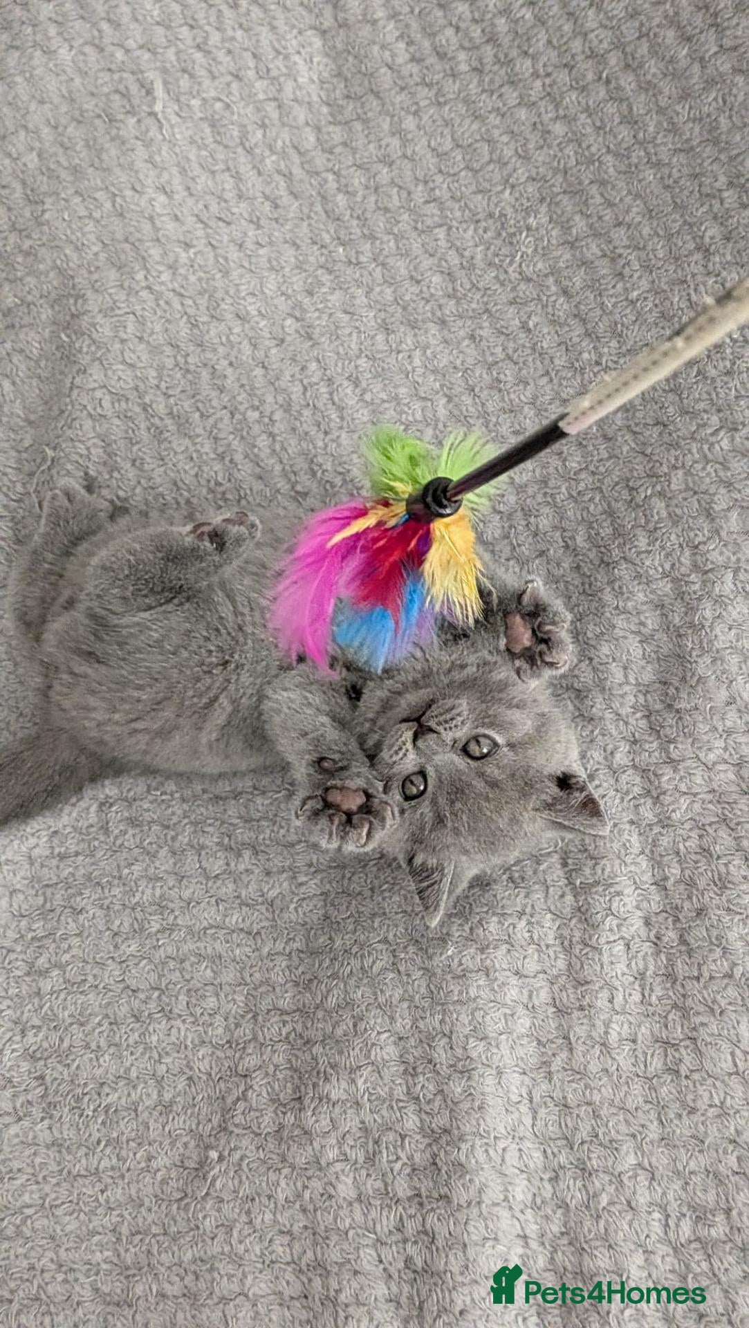Scottish Fold cats Beautiful kittens are looking for a new home😻 - Advert 2