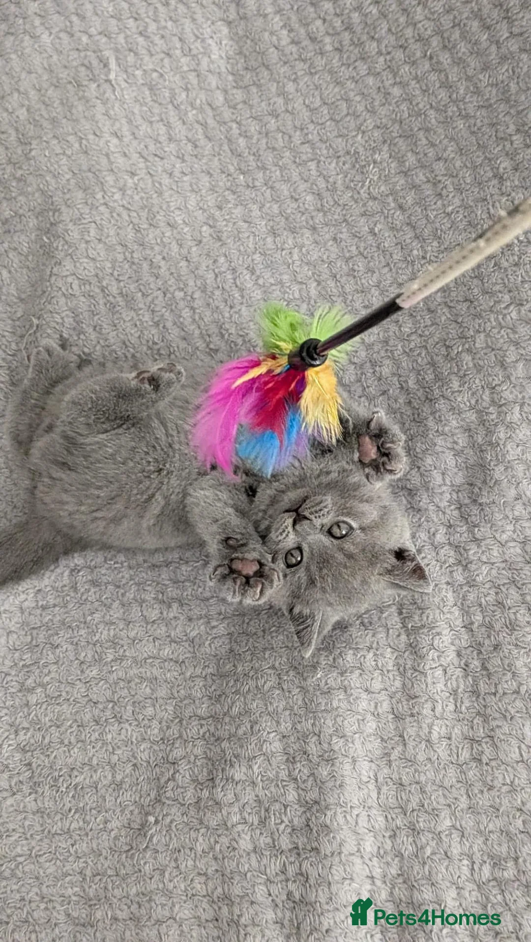 Scottish Fold cats for sale: Beautiful kittens are looking for a new home😻 - Advert 2