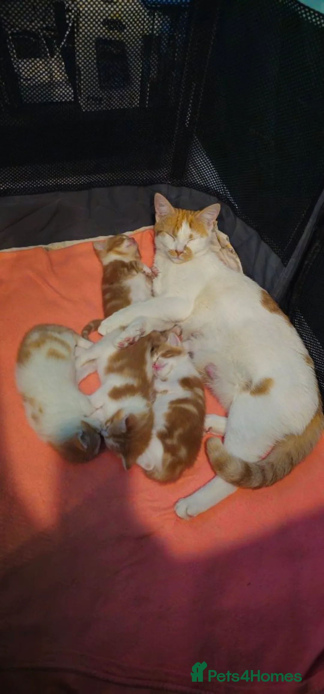 British Shorthair cats for sale: Ginger kittens for sale in Tamworth - Advert 2