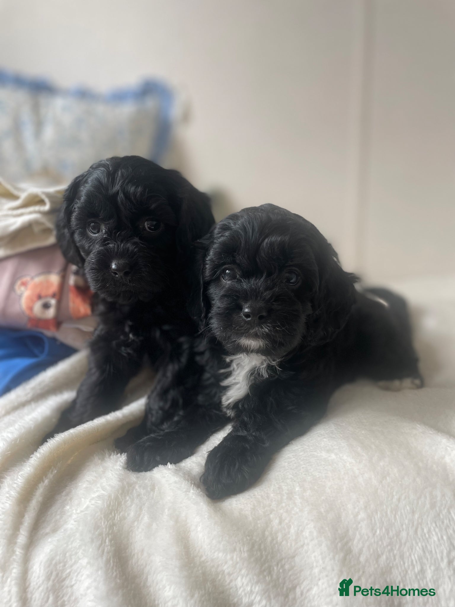 Cavapoo dogs Stunning  Cavapoo puppy  - Advert 2