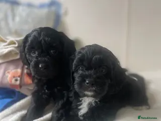 Cavapoo dogs Stunning Cavapoo puppy - Advert 5