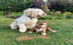 Australian Labradoodle dogs for stud: Proven extensively health tested gorgeous stud - Image 22