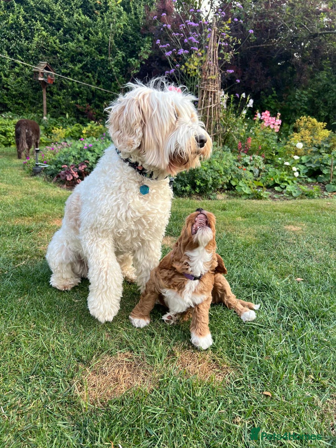 Australian Labradoodle dogs for stud: Proven extensively health tested gorgeous stud - Image 22