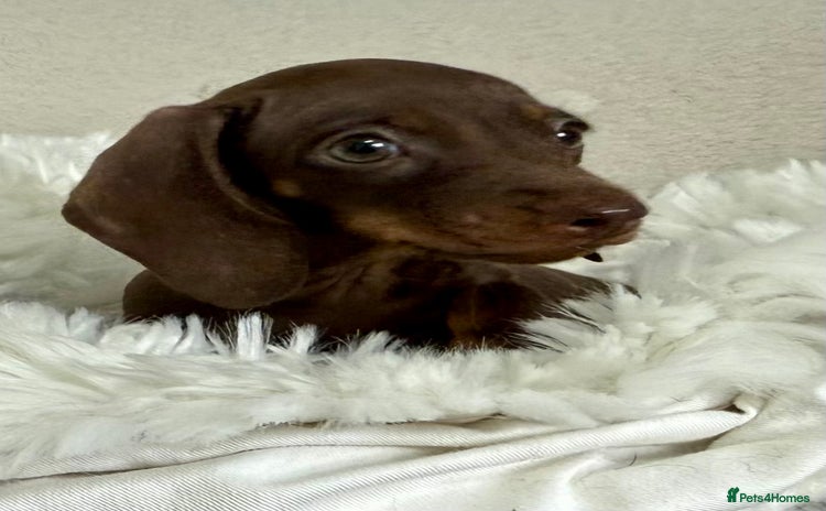 Miniature Dachshund dogs - Advert 9