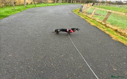 Dachshund dogs for sale: Miniature Dachshund  - Image 6