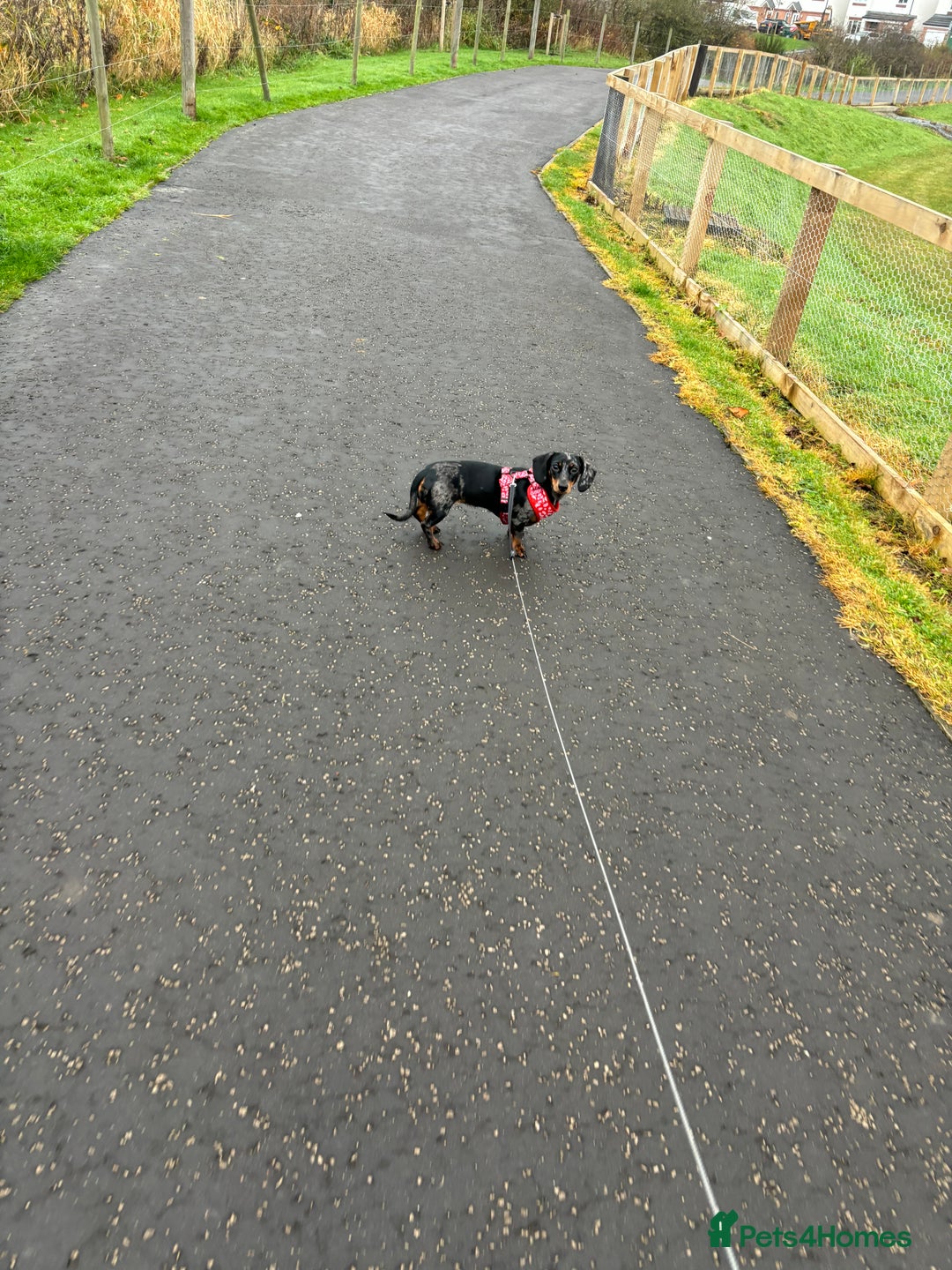 Dachshund dogs for sale: Miniature Dachshund  - Image 6