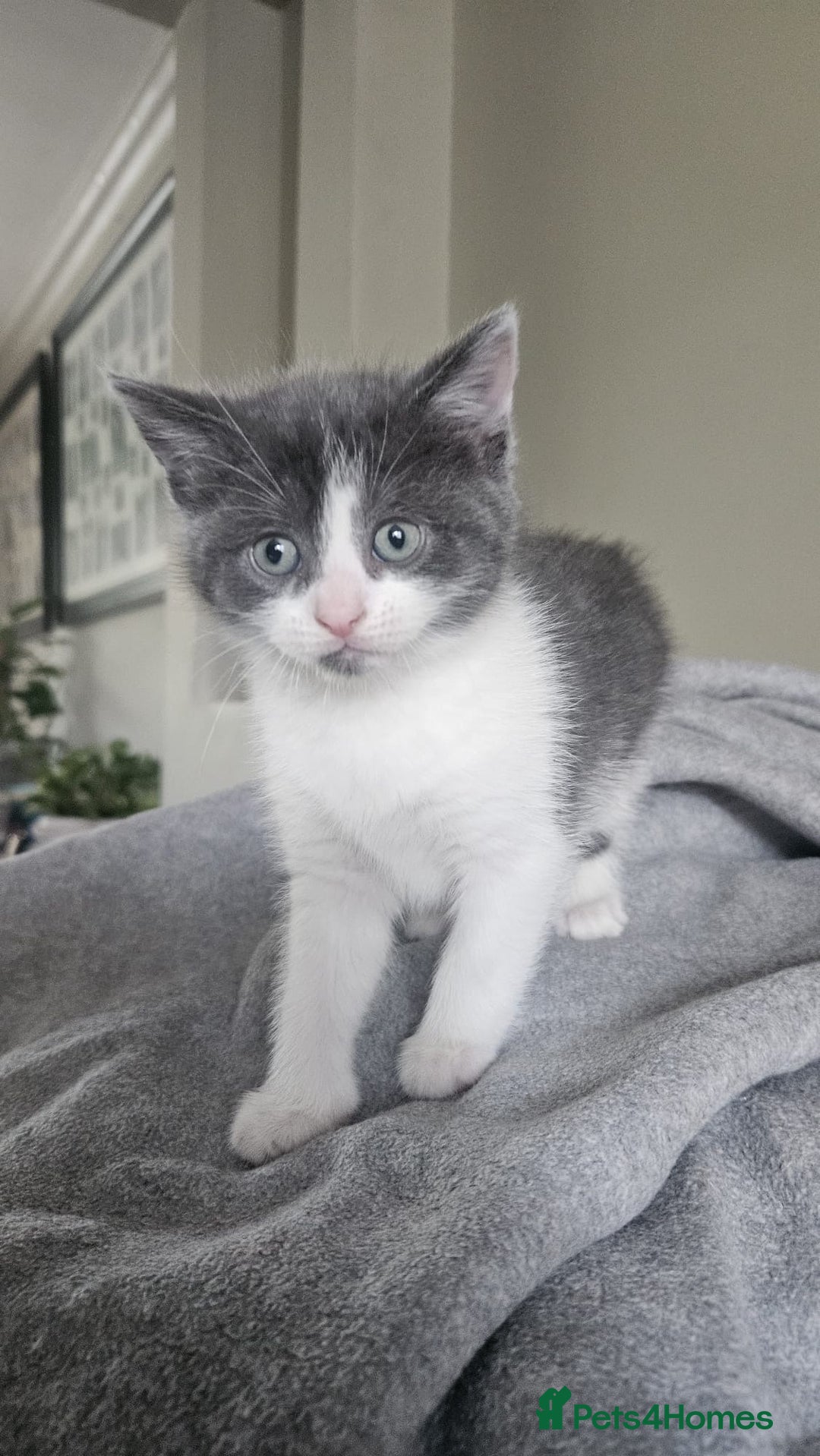 Mixed Breed cats for sale: Female Russian blue and British shorthair mix  - Image 14