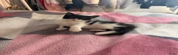 Mixed Breed cats for sale: 8 gorgeous kittens  - Advert 13