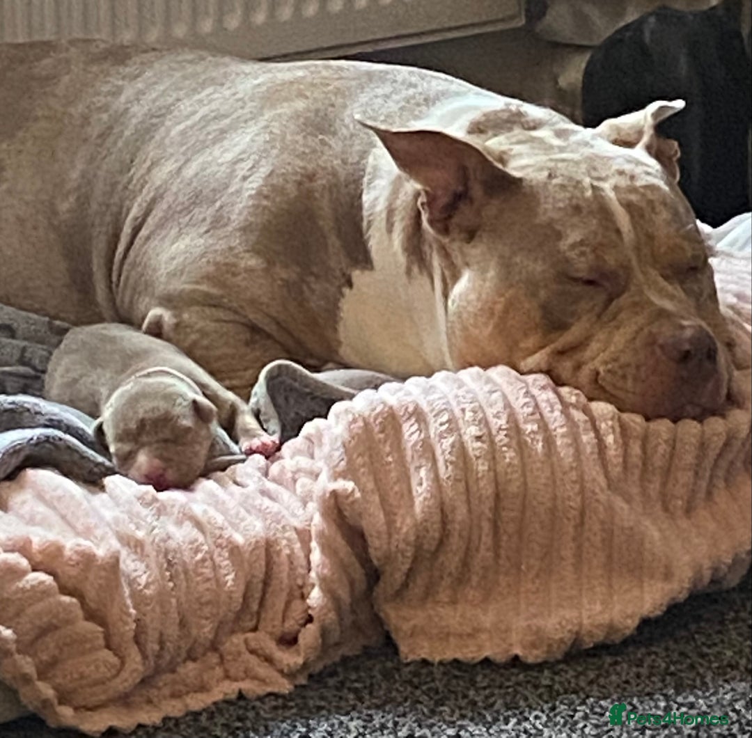 American Bully dogs for sale: American bully  - Advert 16