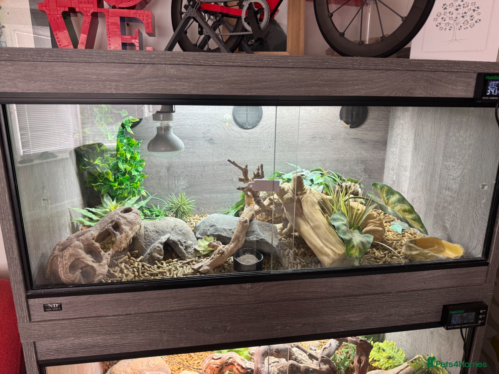 Leopard Gecko reptiles Leopard gecko for sale  - Advert 1