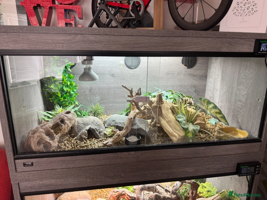 Leopard Gecko reptiles for sale: Leopard gecko for sale  in Birmingham - Advert 1