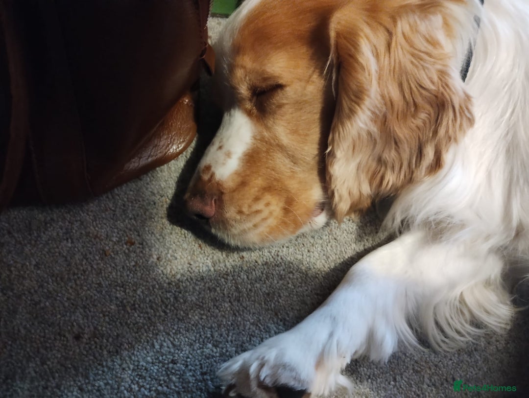 Cocker Spaniel dogs for sale: Happy, Healthy, Well Trained Cocker Spaniel - Advert 3