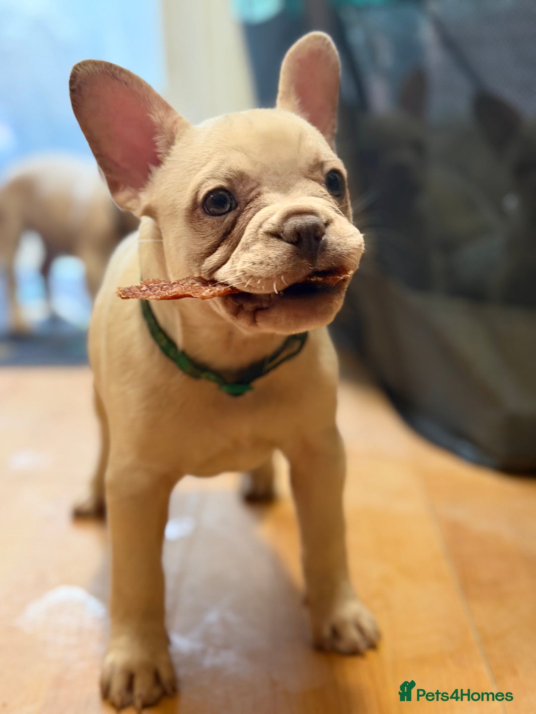 French Bulldog dogs for sale: Beautiful French Bulldog Puppies - Advert 10
