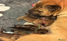 Shar Pei dogs for sale: 5⭐️ LICENSED BREEDER Show kennels , - Image 3