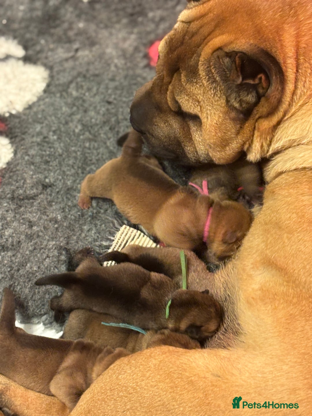Shar Pei dogs for sale: 5⭐️ LICENSED BREEDER Show kennels , - Image 3