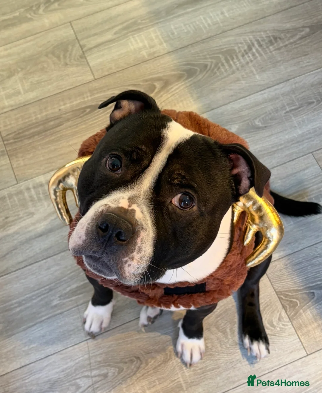 Staffordshire Bull Terrier dogs for sale: Staffordshire Bull Terrier - Advert 2