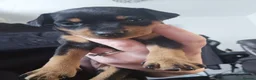 Miniature Pinscher dogs for sale: Miniature Pincher with Prague Ratter lineage - Advert 9