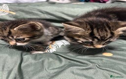 Domestic Shorthair cats for sale: 3 male kittens - Image 2