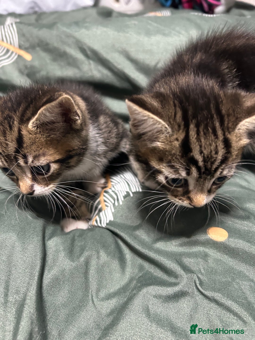 Domestic Shorthair cats for sale: 3 male kittens - Image 2