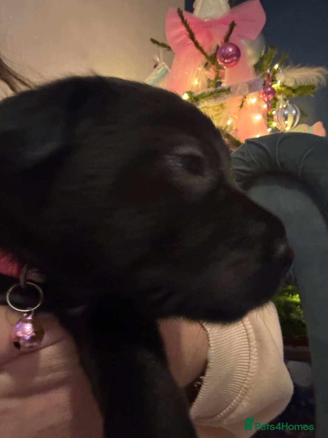 Mixed Breed dogs for sale: Ready 12 Jan Sharpei x Rhodesian ridgeback Hybrid - Advert 28