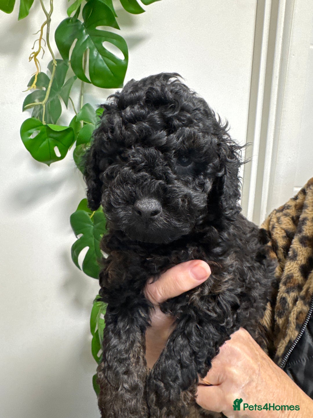 Mixed Breed dogs for sale: Miniature x Toy poodle puppies - Advert 5