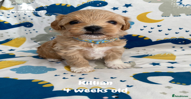 Maltipoo dogs - Advert 13