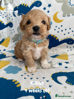 Maltipoo dogs - Advert 2