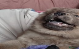 Chow Chow dogs for sale:  KC registered Chow Chow puppies for sale.🤗 - Image 11