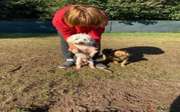Bichon Frise dogs for adoption: OSCAR - an oldish but lovely boy for a Loving Home - Image 15
