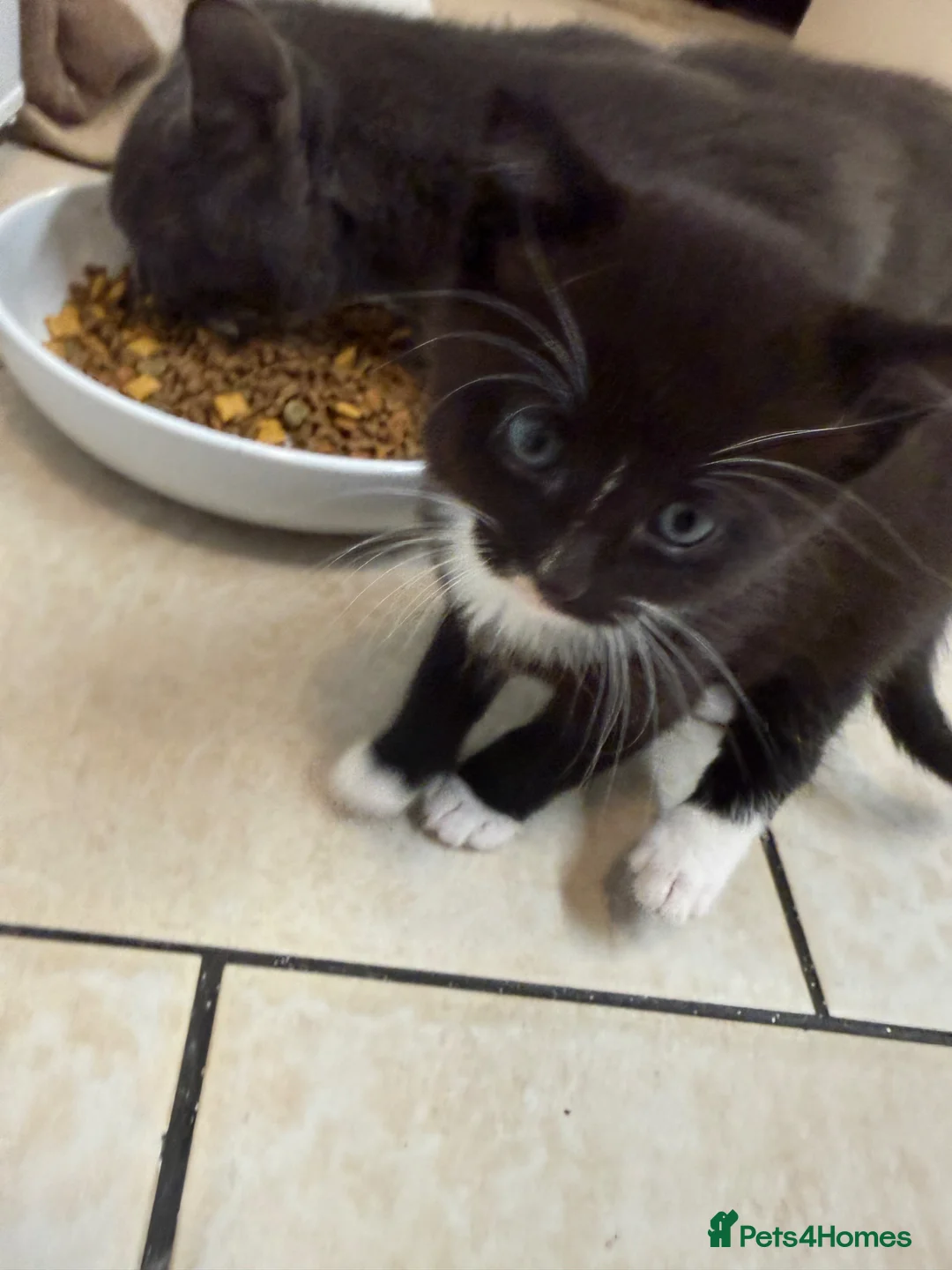 Russian Blue cats for sale: 4 almost identical black and white kittens in Derby - Advert 2