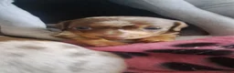 Miniature Dachshund dogs for sale: Beautiful Mini Dachshund Pups ! - Advert 9