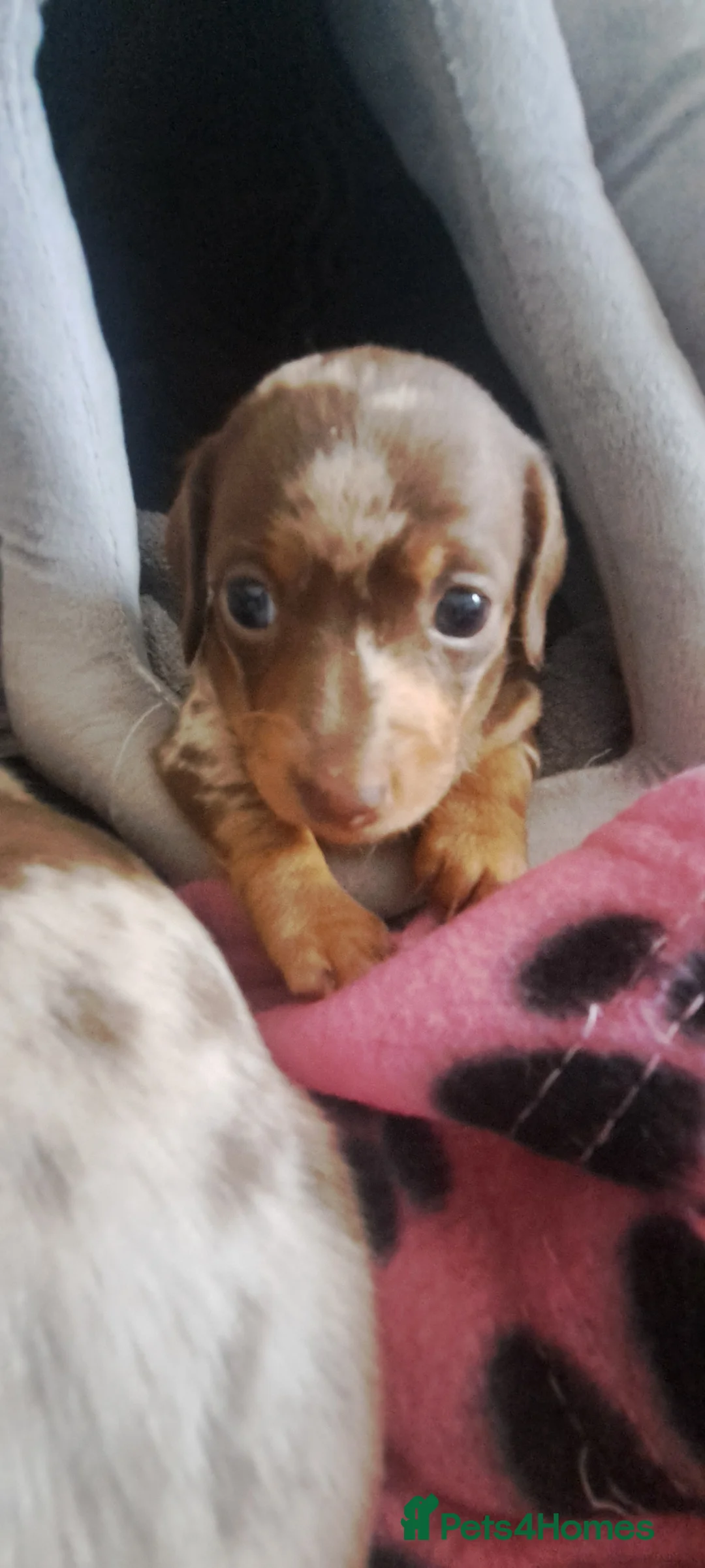 Miniature Dachshund dogs for sale: Beautiful Mini Dachshund Pups ! - Advert 9