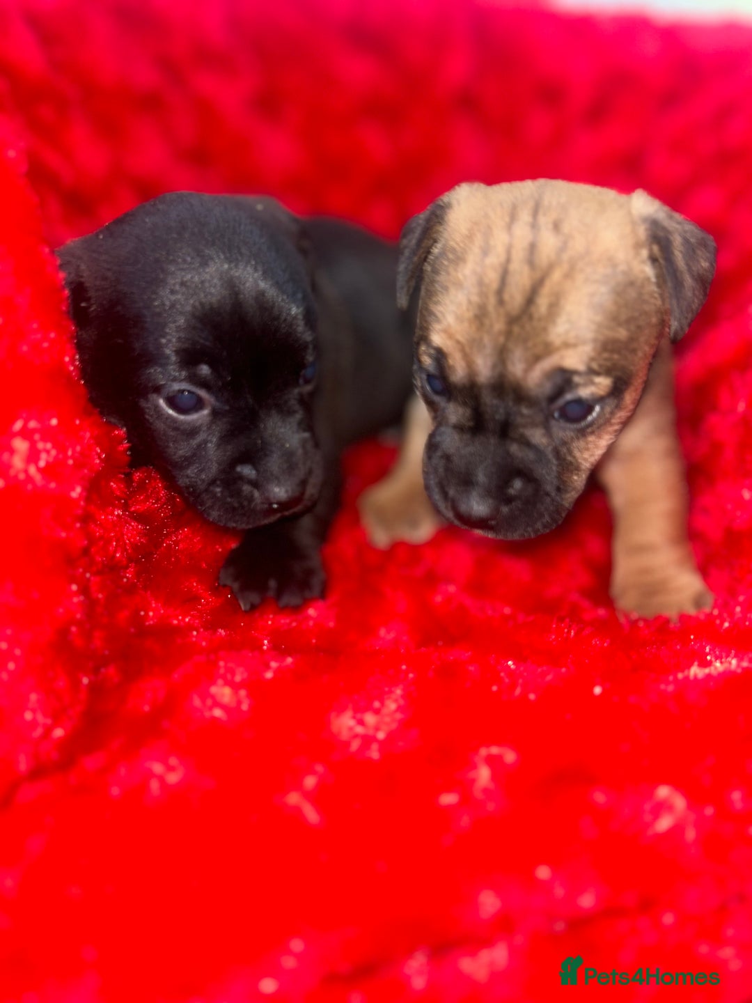 Jack Russell dogs for sale: Jack russell puppies  - Image 1