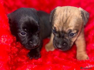 Jack Russell dogs for sale - Advert 1