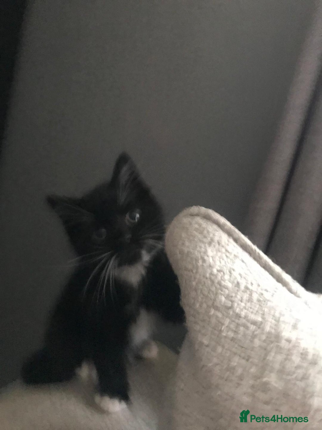 Mixed Breed cats for sale: Male black and white kitten  - Advert 8