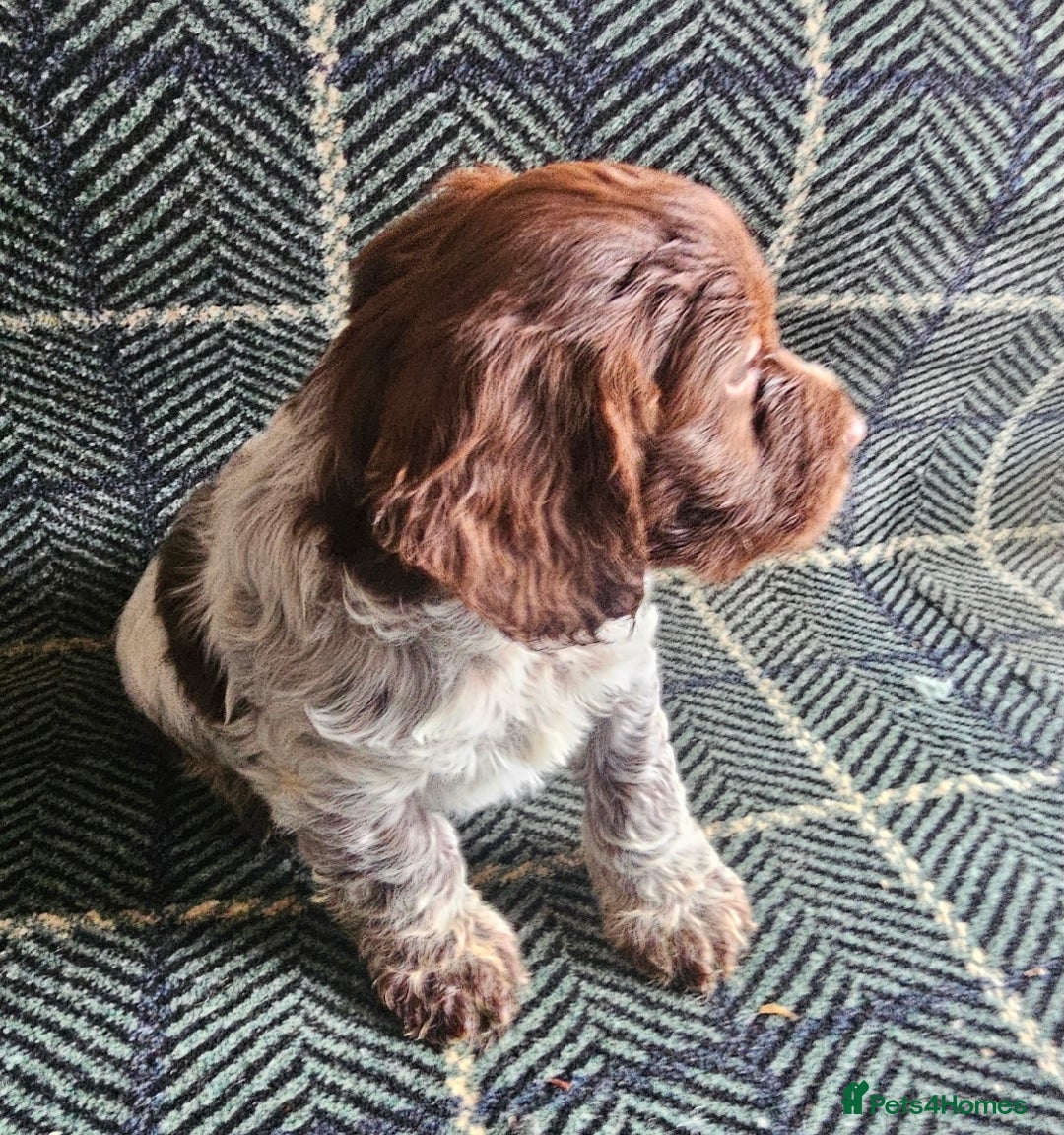 Cockapoo dogs for sale: Cockerapoo puppies F1 - Advert 13