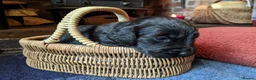 Cocker Spaniel dogs for sale: Black Working Cocker Spaniel Pups - Advert 14