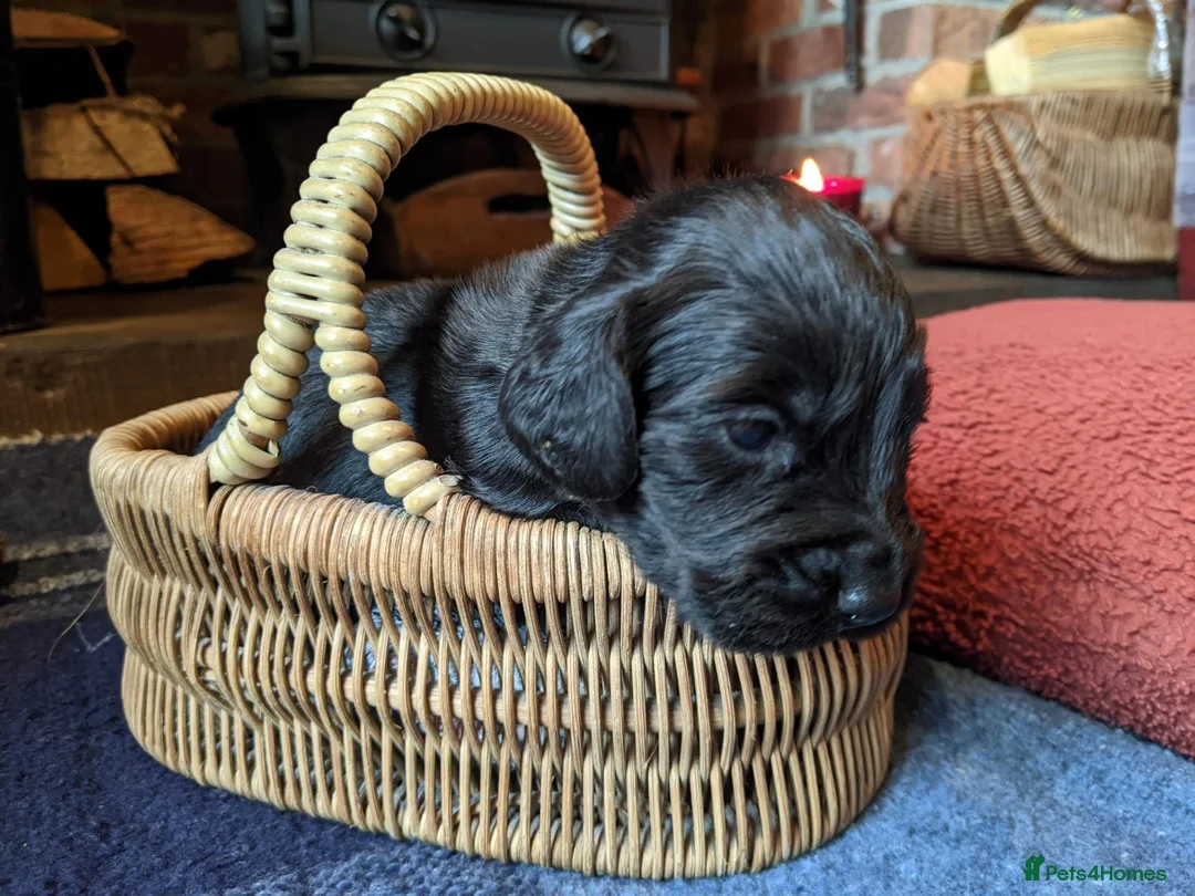 Cocker Spaniel dogs for sale: Black Working Cocker Spaniel Pups - Advert 14