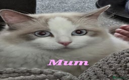 Ragdoll cats for sale: Pure Ragdoll Kittens (Mitted) - Image 23