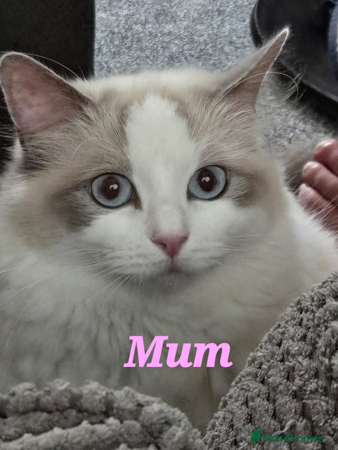 Ragdoll cats for sale: Pure Ragdoll Kittens (Mitted) - Image 23