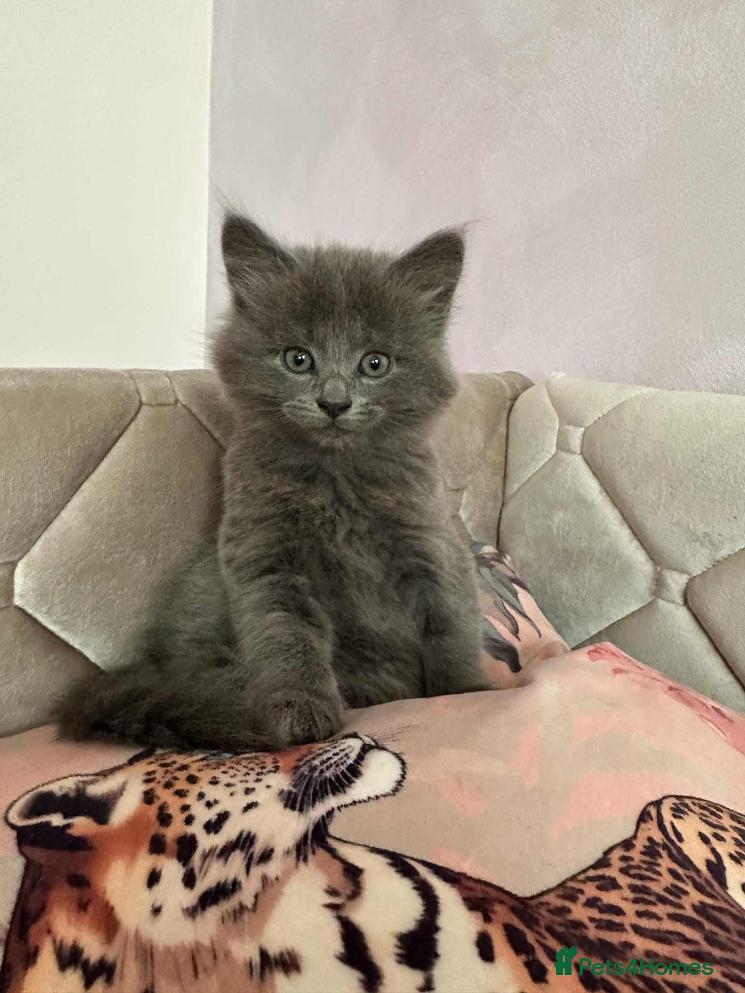 Mixed Breed cats for sale: 4 adorable kittens,4 beautiful,looking lovely home - Image 1