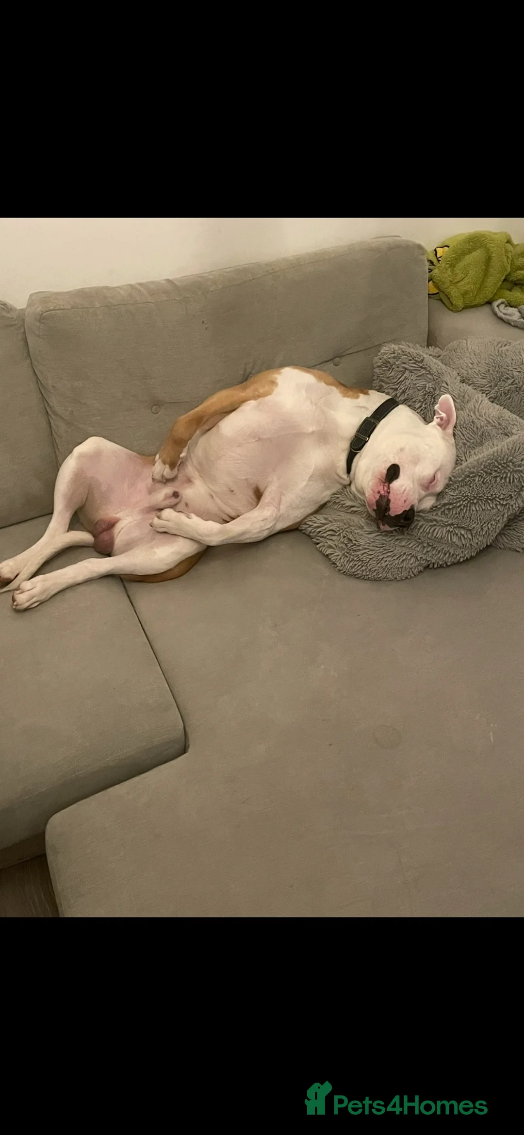 American Bulldog dogs for sale: Ghost in Hemel Hempstead - Advert 2