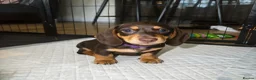 Miniature Dachshund dogs for sale: Beautiful Chocolate & Cream Miniature Dachshund - Advert 10