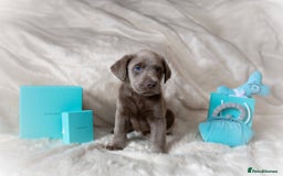 Labrador Retriever dogs for sale: Stunning Pure Pedigree silver labrador puppies  - Image 1