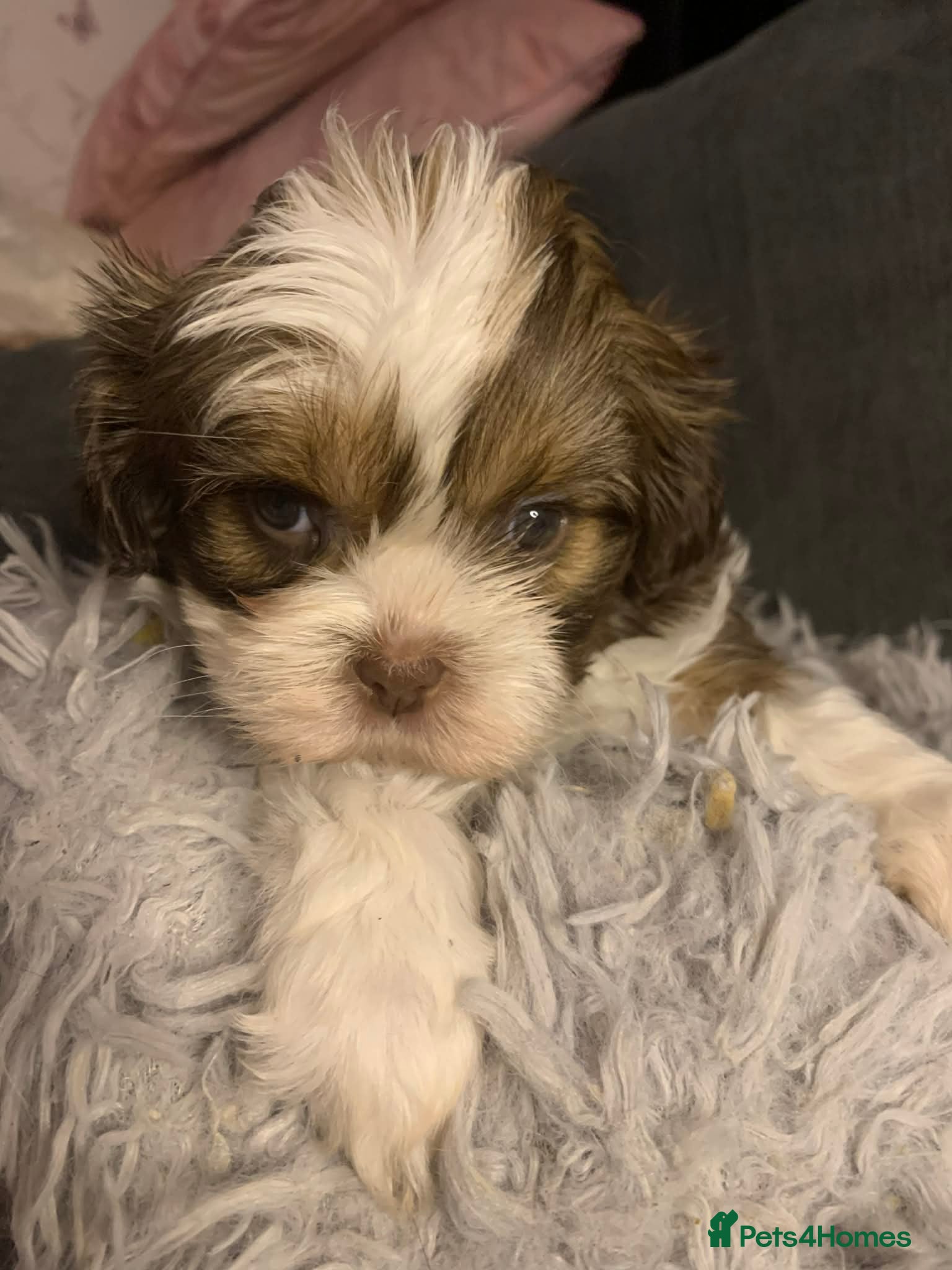 Shih Tzu dogs Gorgeous litter Shih tzu’s - Advert 3