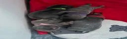 French Bulldog dogs for sale: 3 Beautiful Male French Bulldog Puppies Available  - Advert 9