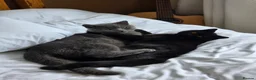 British Shorthair cats for sale: Two Beautiful British Shorthairs - Advert 4