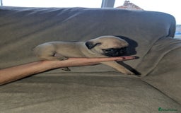 Pug dogs for sale: Pug puppies  - Image 12